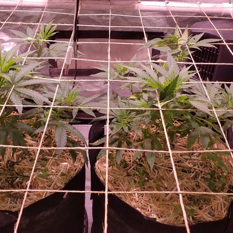 Blueberry muffin  growlog photo: Looking good today
Took off some big fan leaves today