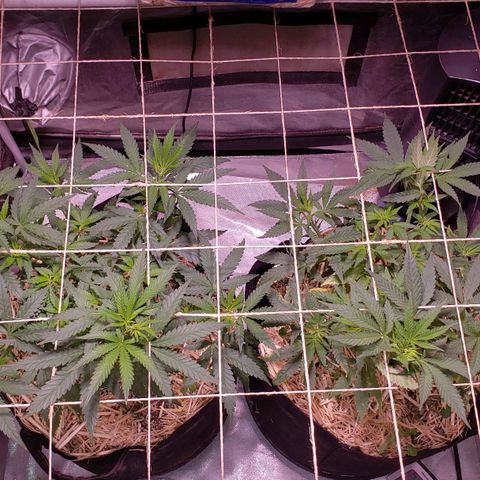 Blueberry muffin  growlog photo: Looking good today
Took off some big fan leaves today