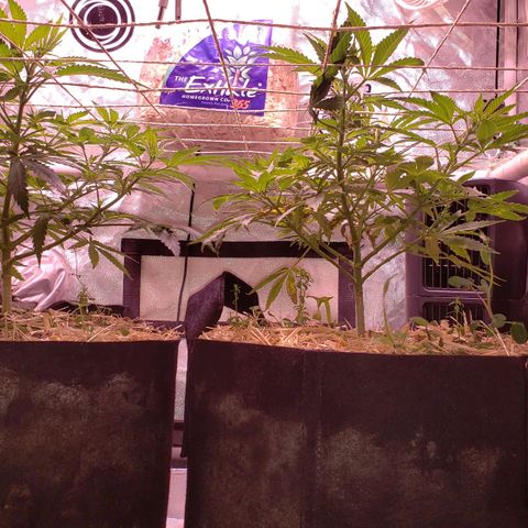 Blueberry muffin  growlog photo: Looking good today
Took off some big fan leaves today