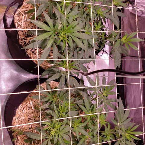 Blueberry muffin  growlog photo: No curl or claw today after watering 