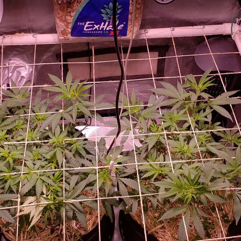 Blueberry muffin  growlog photo: More stretching 