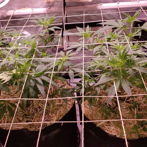 Blueberry muffin  growlog photo: More stretching 