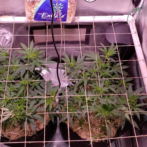 Blueberry muffin  growlog photo: More stretching 