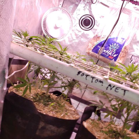 Blueberry muffin  growlog photo: Pots still heavy today