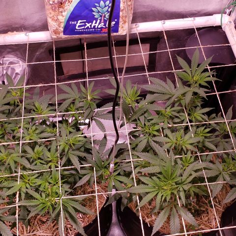 Blueberry muffin  growlog photo: Pots still heavy today
