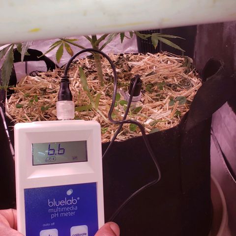 Blueberry muffin  growlog photo: Soil ph on point ✌🏾💪🏾👍
Ph6.6