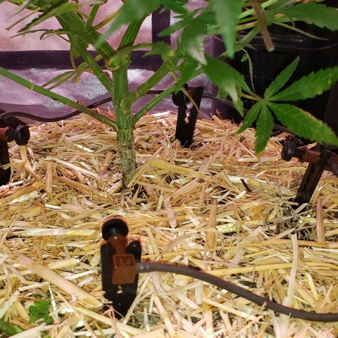 Blueberry muffin  growlog photo: Pics of blumat install. But I changed everything. Will update on future date 
