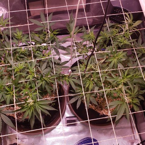 Blueberry muffin  growlog photo: Pics of blumat install. But I changed everything. Will update on future date 
