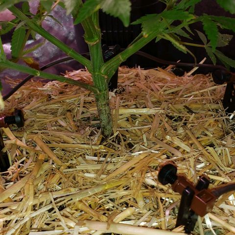 Blueberry muffin  growlog photo: Pics of blumat install. But I changed everything. Will update on future date 
