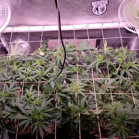Blueberry muffin  growlog photo: Spreading plants out everyday 
