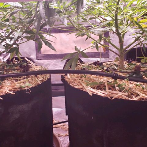 Blueberry muffin  growlog photo: Blumat installed 1st day after and it fed no water because plants still moist. Gonna watch and check blumat everyday 