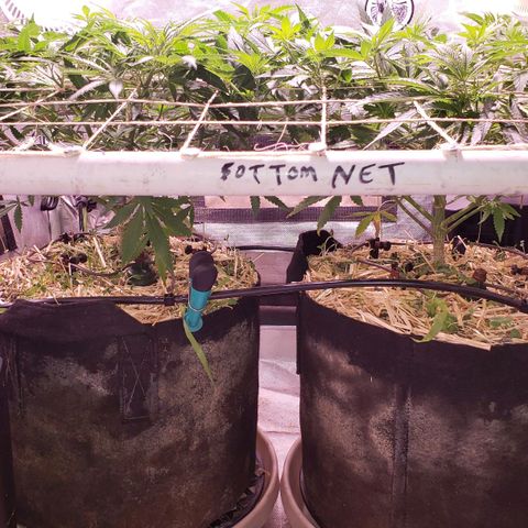 Blueberry muffin  growlog photo: Blumat system working 
Plants looking good 👍 
Drippers coming on and off