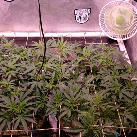 Blueberry muffin  growlog photo: Blumat system working 
Plants looking good 👍 
Drippers coming on and off