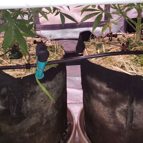Blueberry muffin  growlog photo: Blumat system working 
Plants looking good 👍 
Drippers coming on and off
