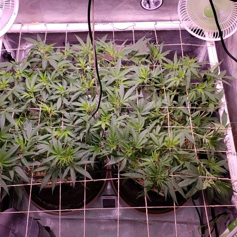 Blueberry muffin  growlog photo: Light schedule 14/10
Getting ready to flower 🌼 
Blumat installed and working 