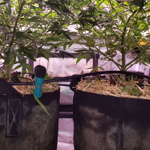 Blueberry muffin  growlog photo: Light schedule 14/10
Getting ready to flower 🌼 
Blumat installed and working 