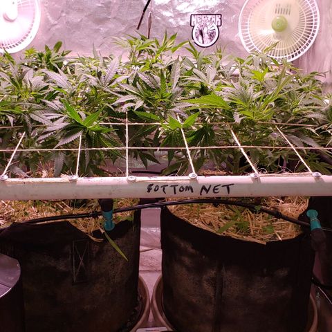 Blueberry muffin  growlog photo: Steady stretching branches out
Both drippers are working 