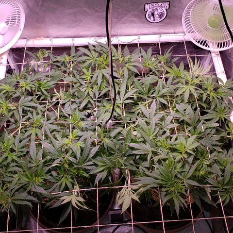 Blueberry muffin  growlog photo: Steady stretching branches out
Both drippers are working 