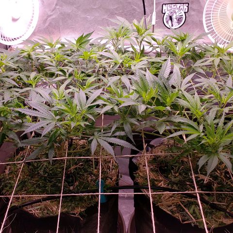 Blueberry muffin  growlog photo: Looking great after defoliation strip
