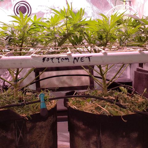 Blueberry muffin  growlog photo: Looking great after defoliation strip