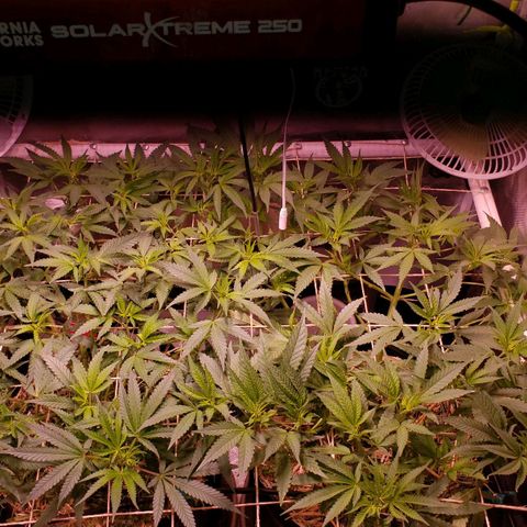 Blueberry muffin  growlog photo: Looking great after defoliation strip