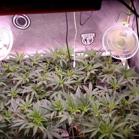 Blueberry muffin  growlog timeline photo