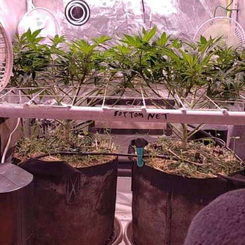 Blueberry muffin  growlog timeline photo