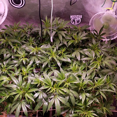 Blueberry muffin  growlog timeline photo