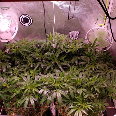 Blueberry muffin  growlog timeline photo