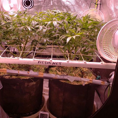 Blueberry muffin  growlog timeline photo