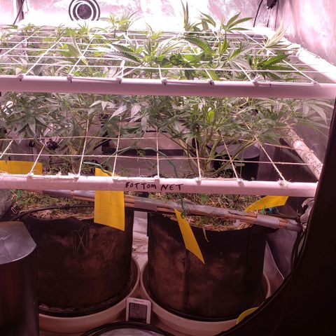 Blueberry muffin  growlog timeline photo