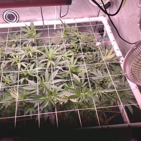 Blueberry muffin  growlog timeline photo