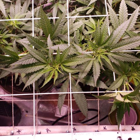 Blueberry muffin  growlog timeline photo
