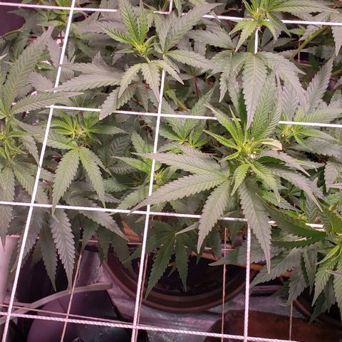 Blueberry muffin  growlog timeline photo