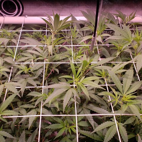 Blueberry muffin  growlog timeline photo