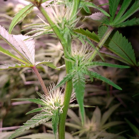 Blueberry muffin  growlog timeline photo
