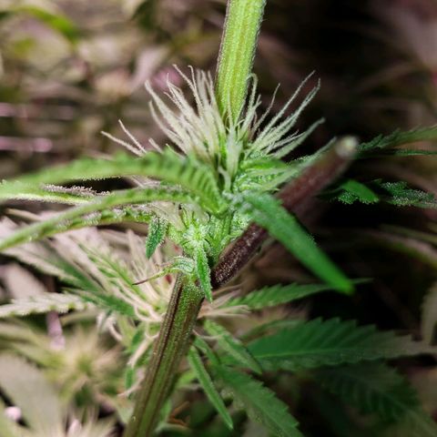 Blueberry muffin  growlog timeline photo
