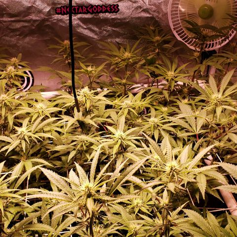 Blueberry muffin  growlog photo: Week 2 bloom
