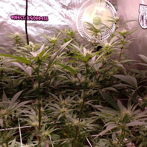 Blueberry muffin  growlog photo: Week 2 bloom