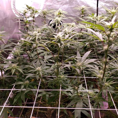 Blueberry muffin  growlog photo: Week 2 bloom