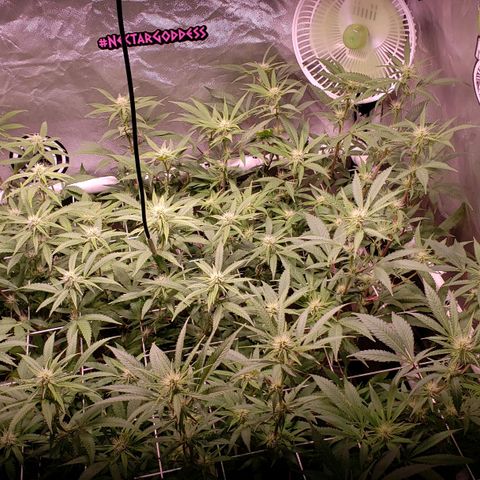 Blueberry muffin  growlog photo: Week 2 bloom