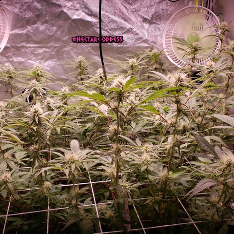 Blueberry muffin  growlog timeline photo