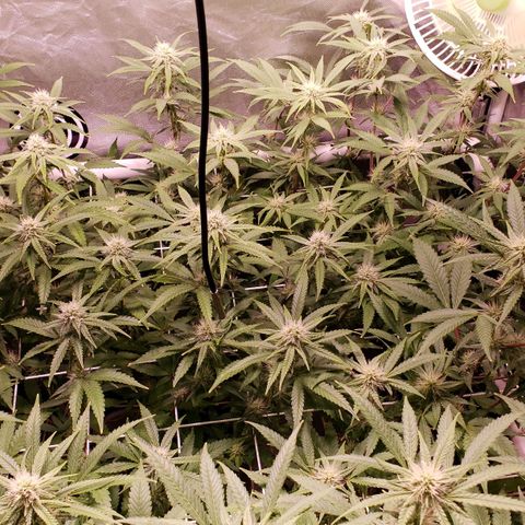 Blueberry muffin  growlog timeline photo