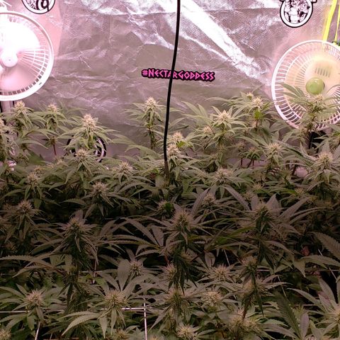 Blueberry muffin  growlog photo: Week 3 flower 