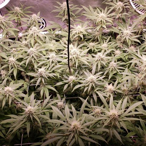 Blueberry muffin  growlog photo: Week 3 flower 