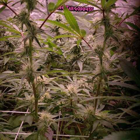 Blueberry muffin  growlog photo: Week 3 flower 