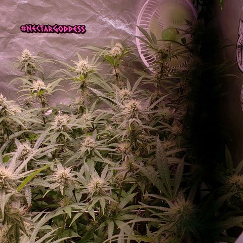 Blueberry muffin  growlog timeline photo