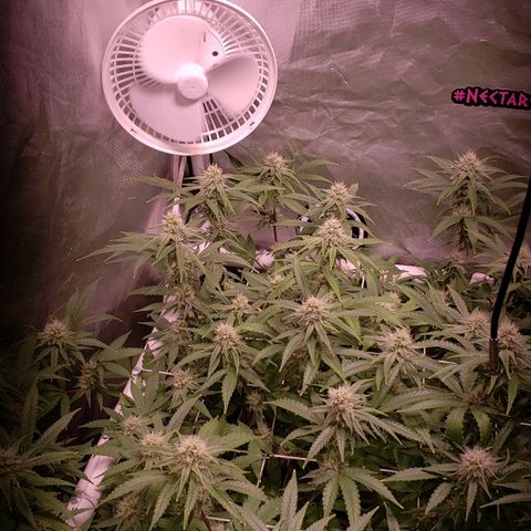 Blueberry muffin  growlog timeline photo