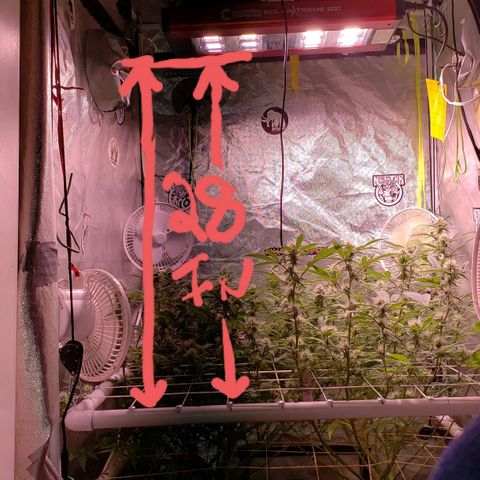 Blueberry muffin  growlog timeline photo