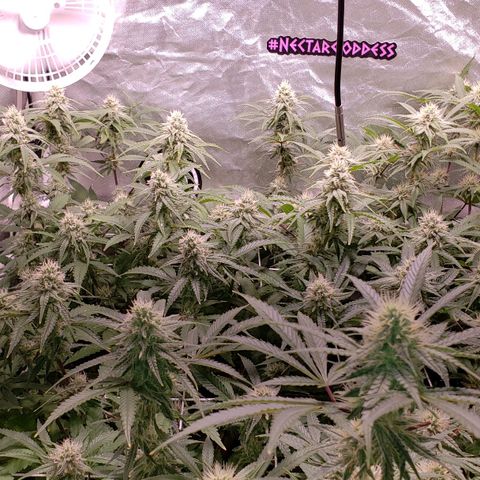 Blueberry muffin  growlog photo: Week 4 flower and feed